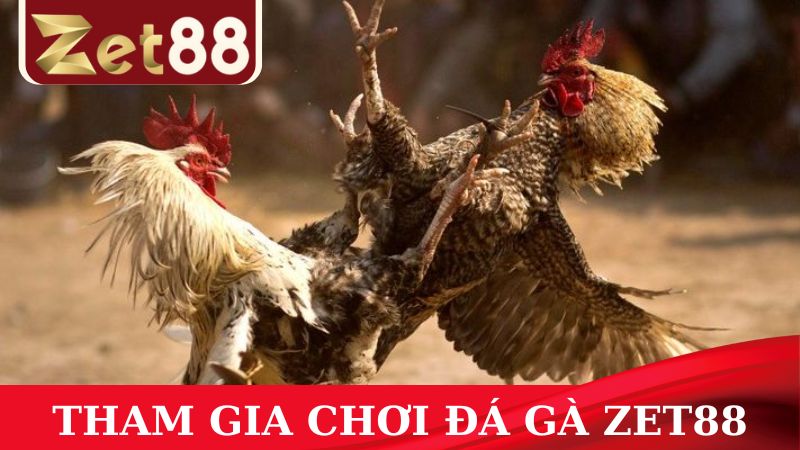 Đá gà ZET88 - Vào chiến sân gà với hàng tá tiện ích và ưu thế