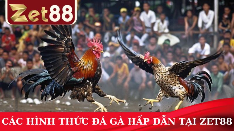 Tham gia chơi cá cược với các hình thức đá gà đầy kịch tính đến nghẹt thở